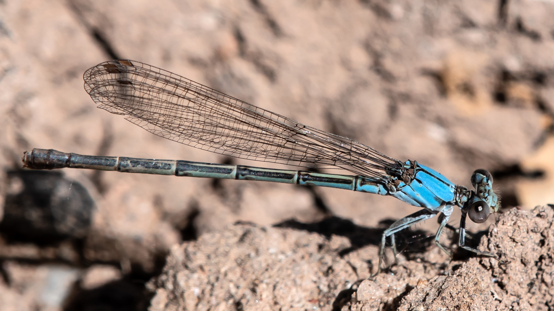 Andromorph female, Rio Grande Bosque, Albuquerque, July 2023