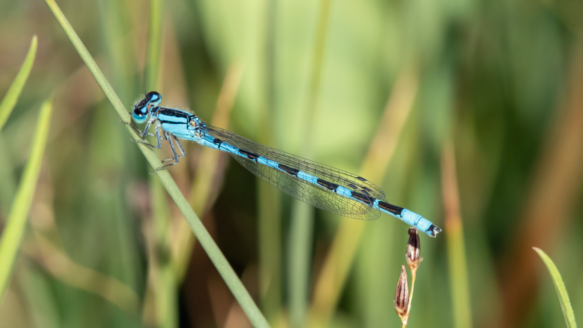 Male, Isleta Lakes, June 2023