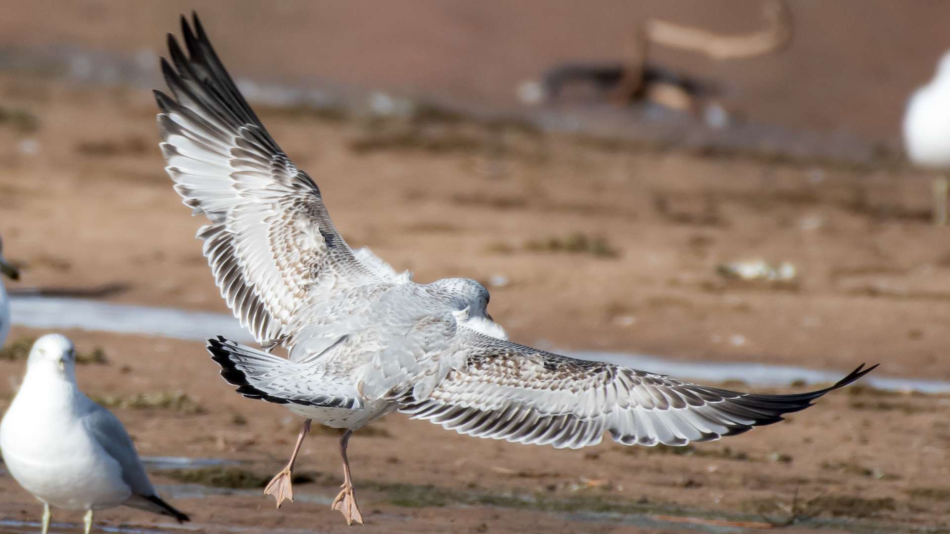 Immature, Rio Grande, Albuquerque, December 2025