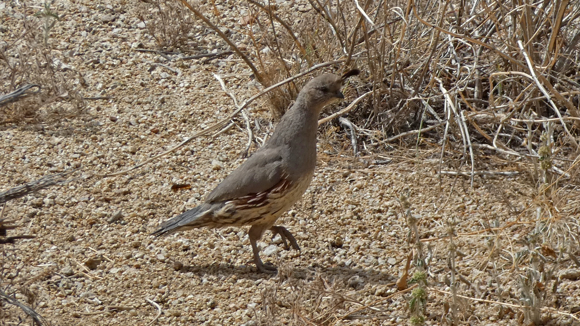 Female, Sandia Mountains west foothills, June 2021