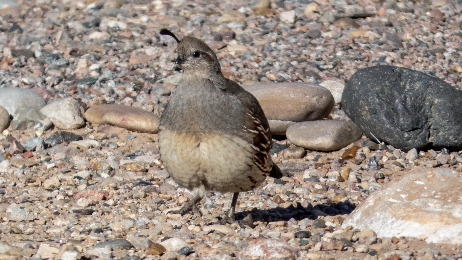 Female, Sevilleta NWR visitor center, January 2023