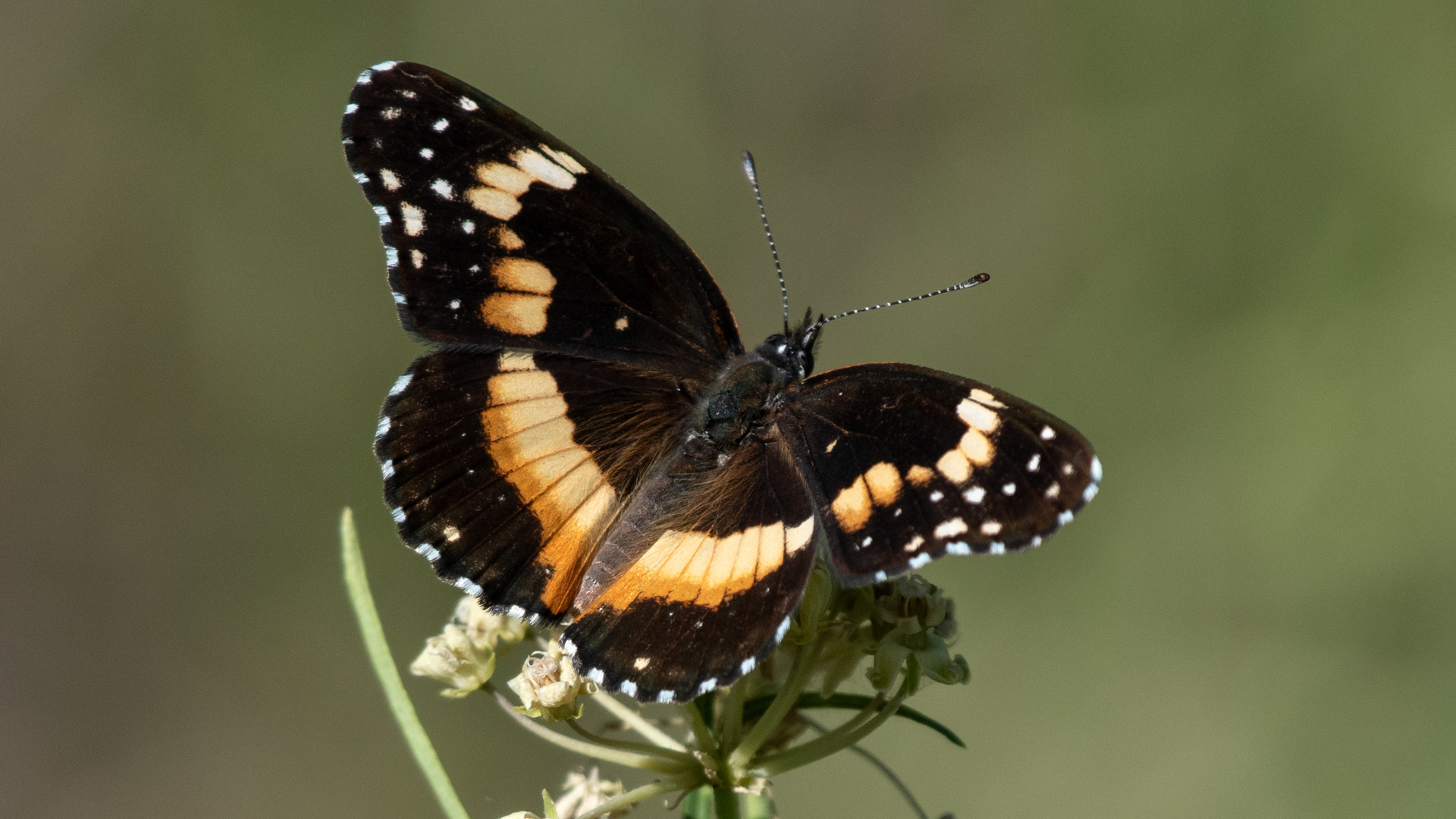 Intermediate form, Whitfield Wildlife Conservation Area, August 2024