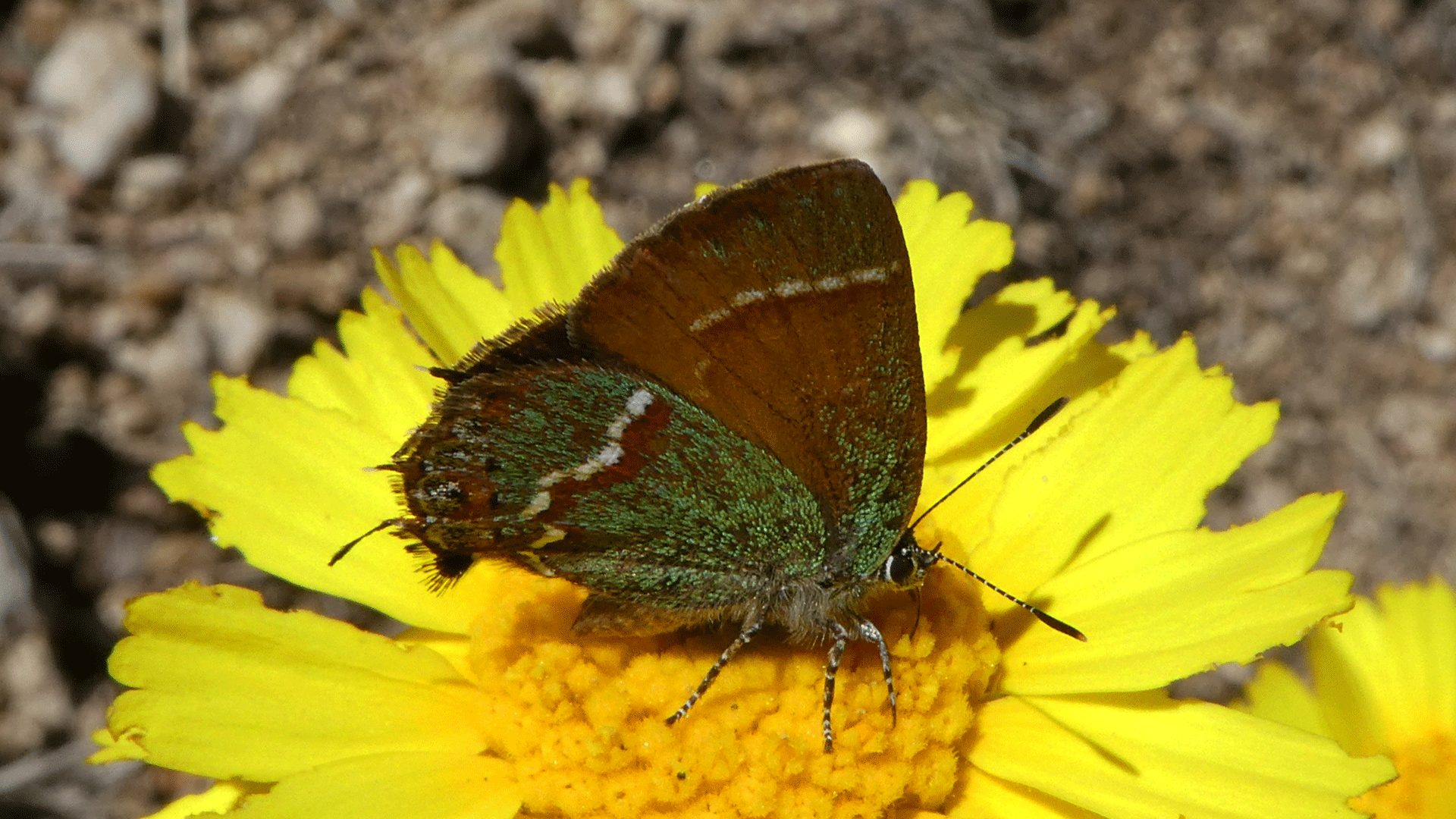On perky Sue, Sandia Mountains foothills, May 2020