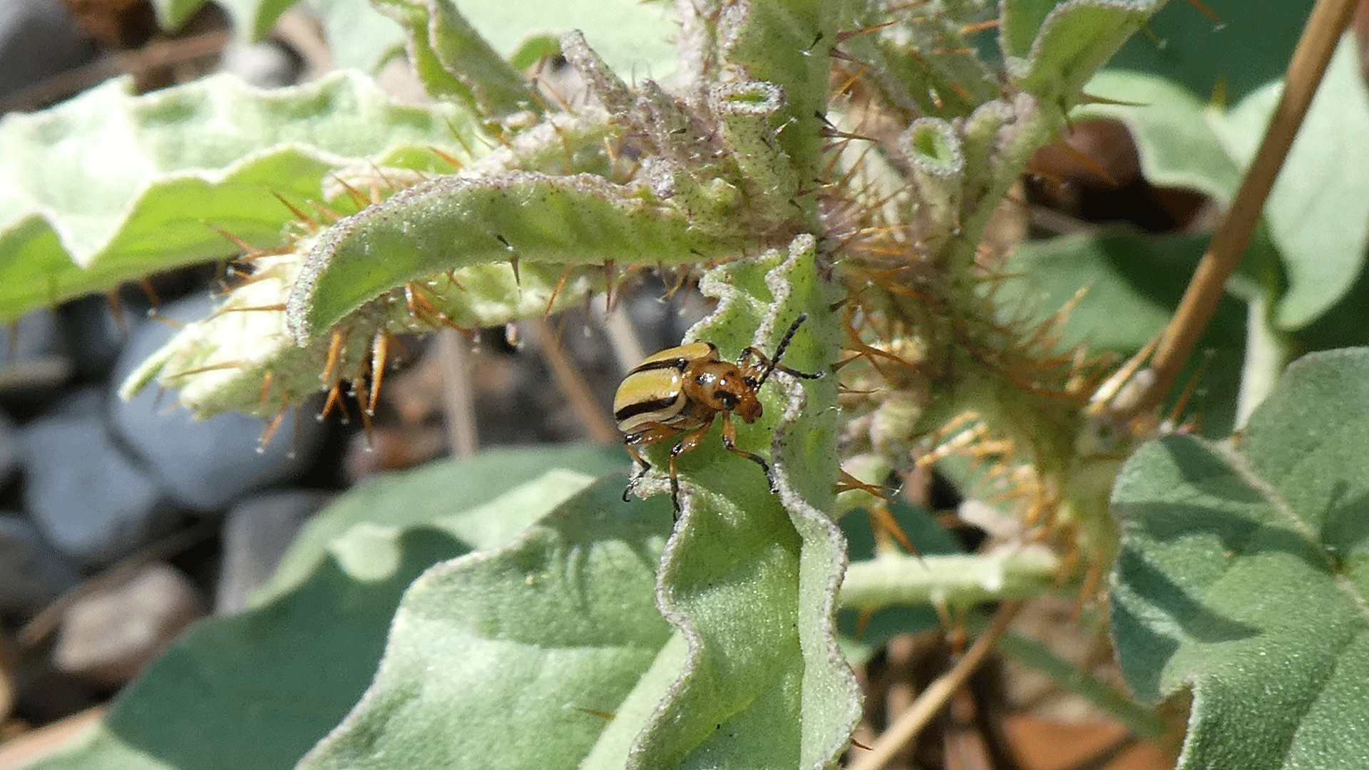 On sliverleaf nightshade, Albuquerque, August 2020