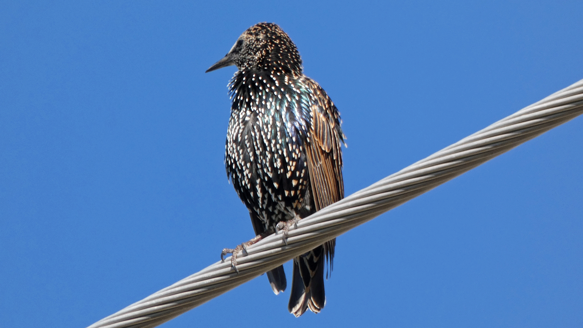 Albuquerque, October 2020