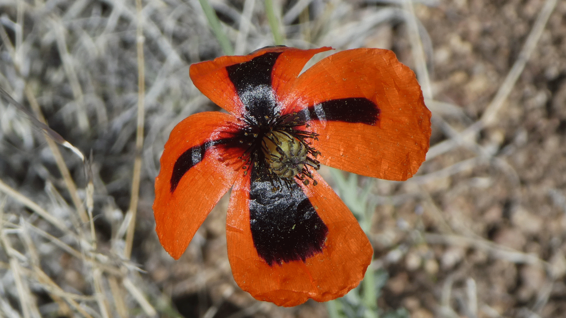 gusano Trágico Borradura New Mexico Wildflowers: Poppy Family - dogofthedesert