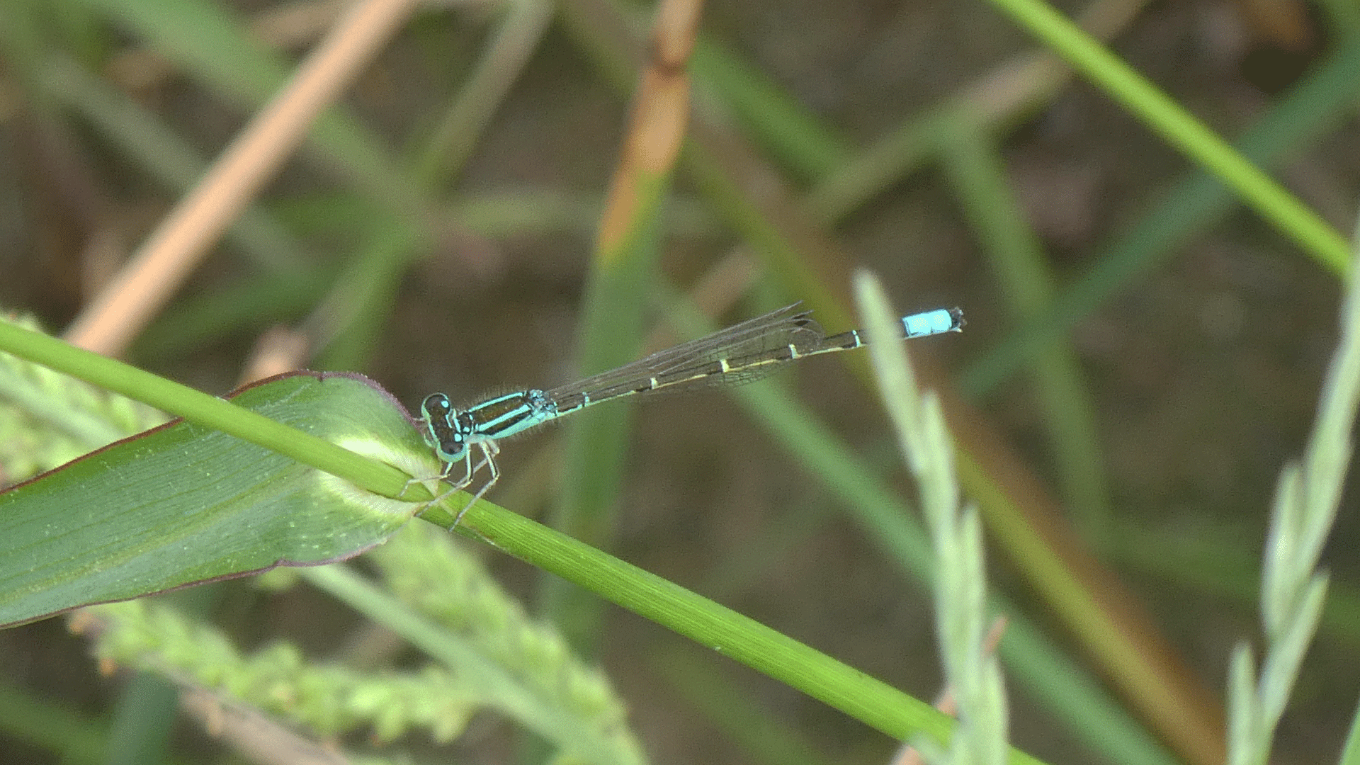 Male, Albuquerque, July 2020