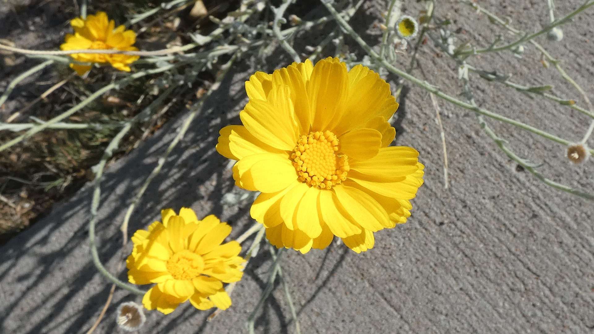 Albuquerque, September 2020