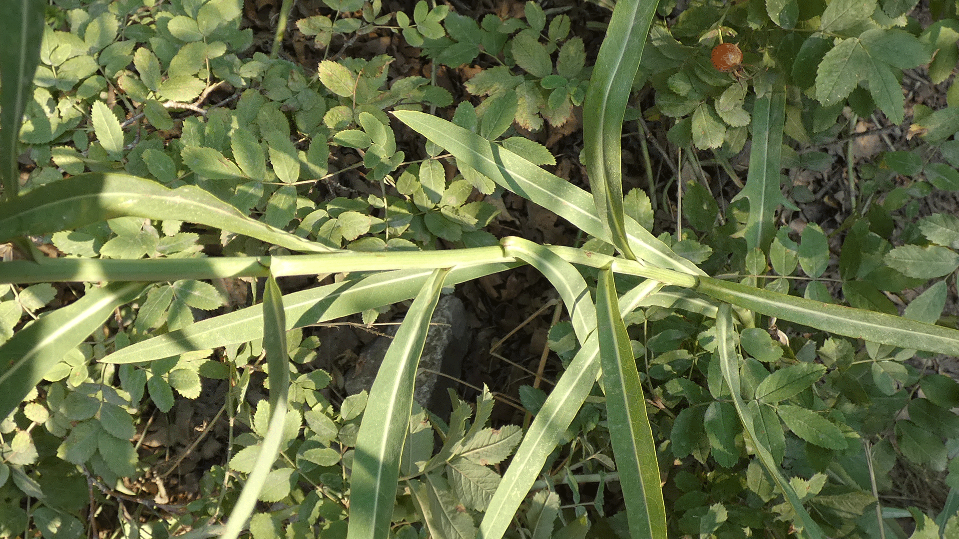 Leaves, Las Huertas Canyon, Sandia Mountains, August 2020