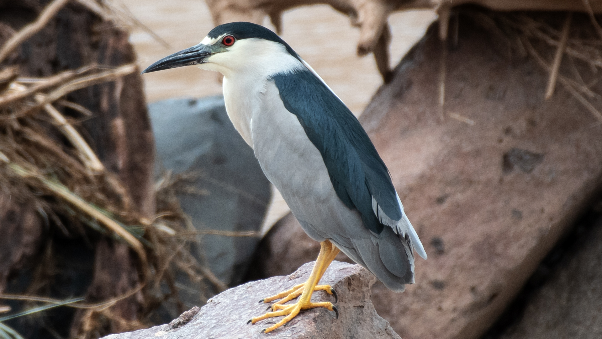 Adult, Rio Grande, San Acacia, July 2025