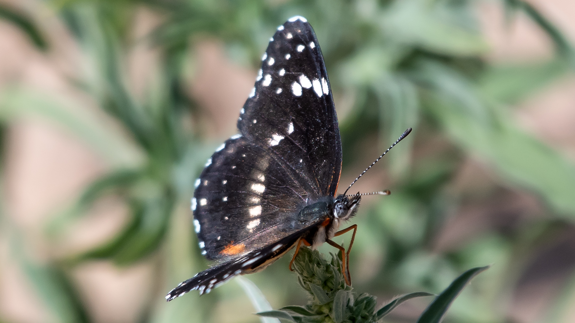 Arizona form, Rio Grande Bosque, Albuquerque, August 2025