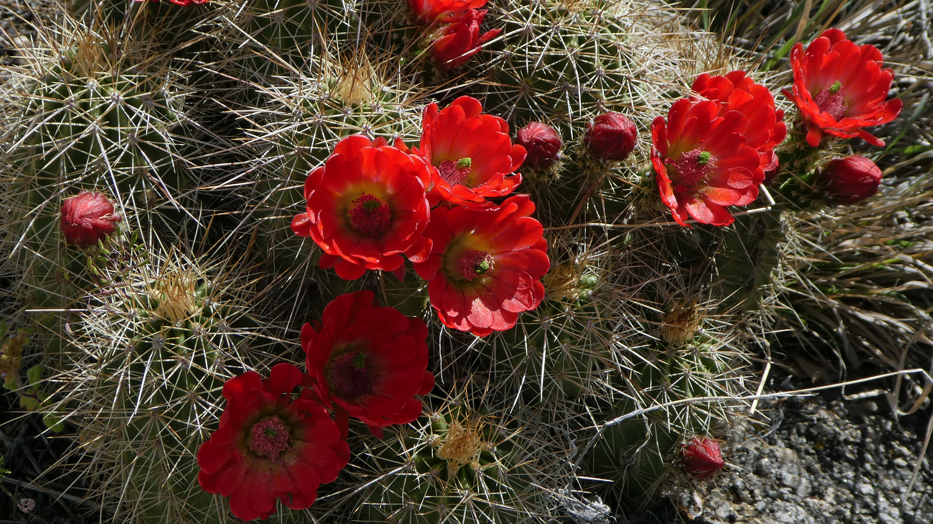 Western foothills of the Sandia Mountains, April 2019