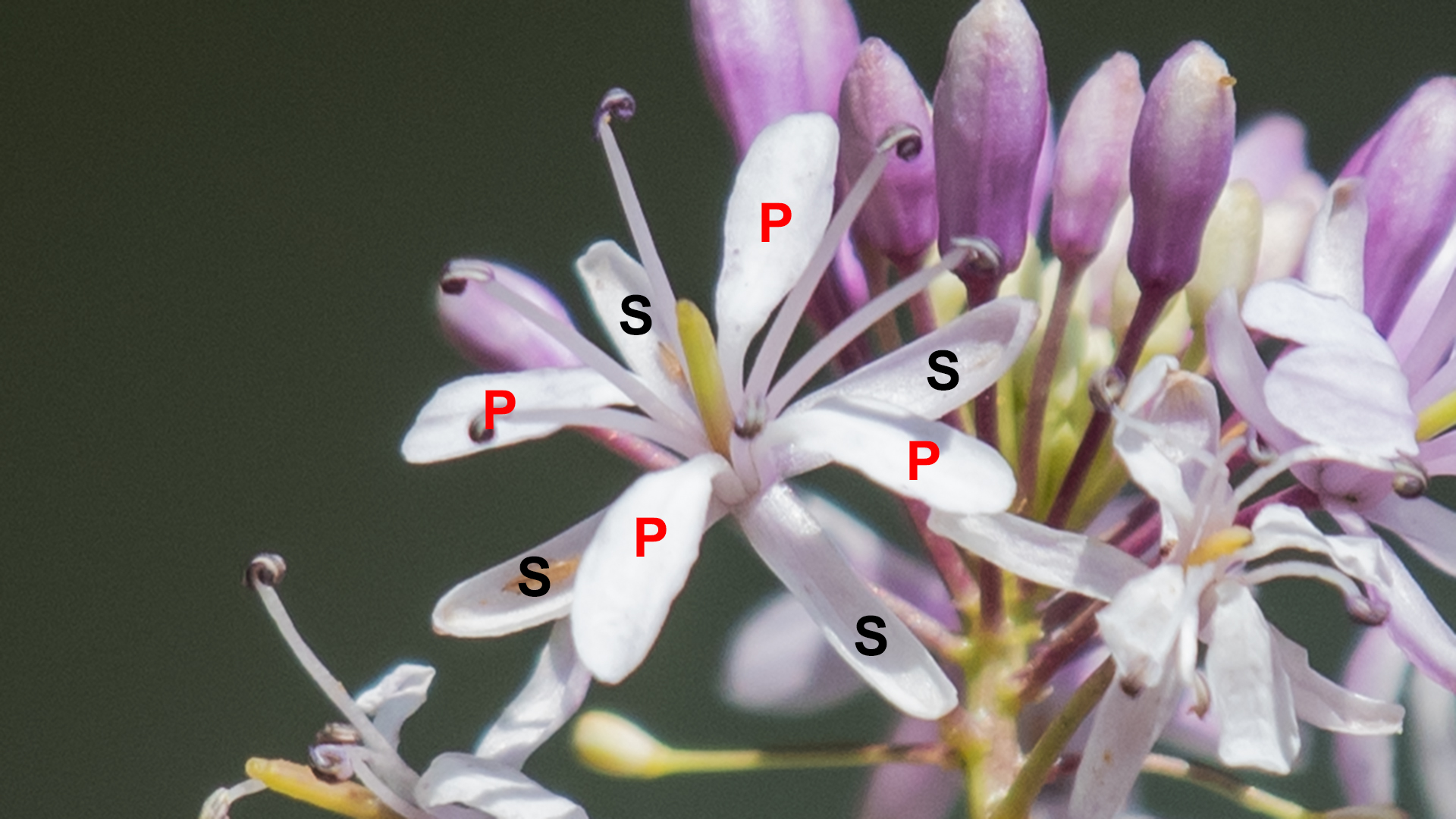 P = petals, S = sepals, Sandia Mountains, July 2025
