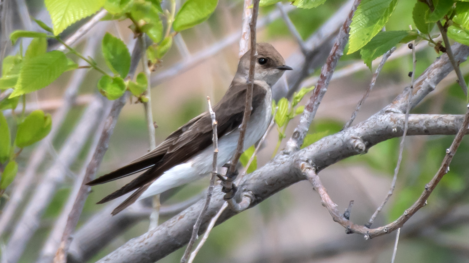 Near the Bosque, Albuquerque, April 2024