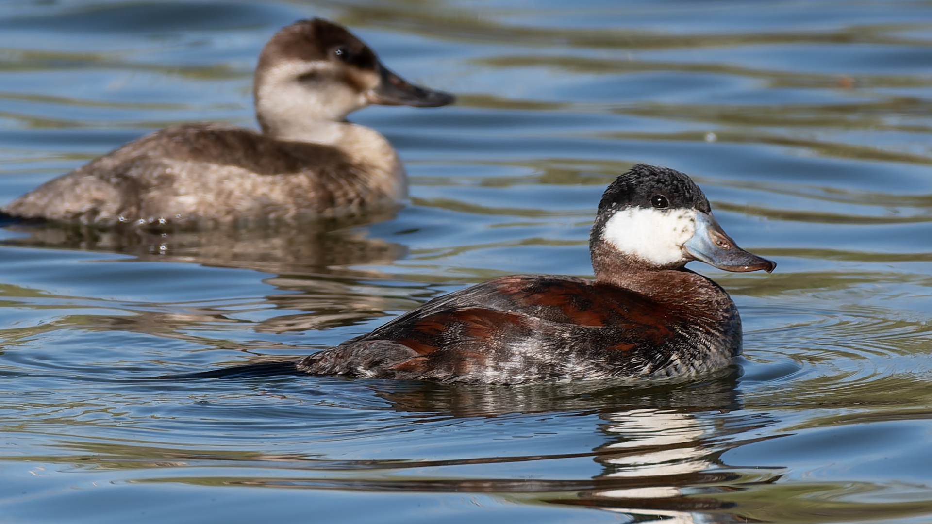 Breeding male, Albuquerque, May 2026