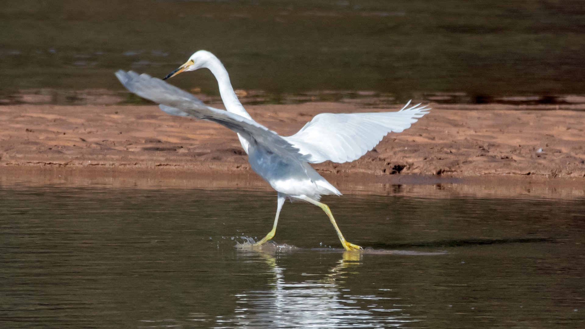 Immature, Rio Grande, September 2023
