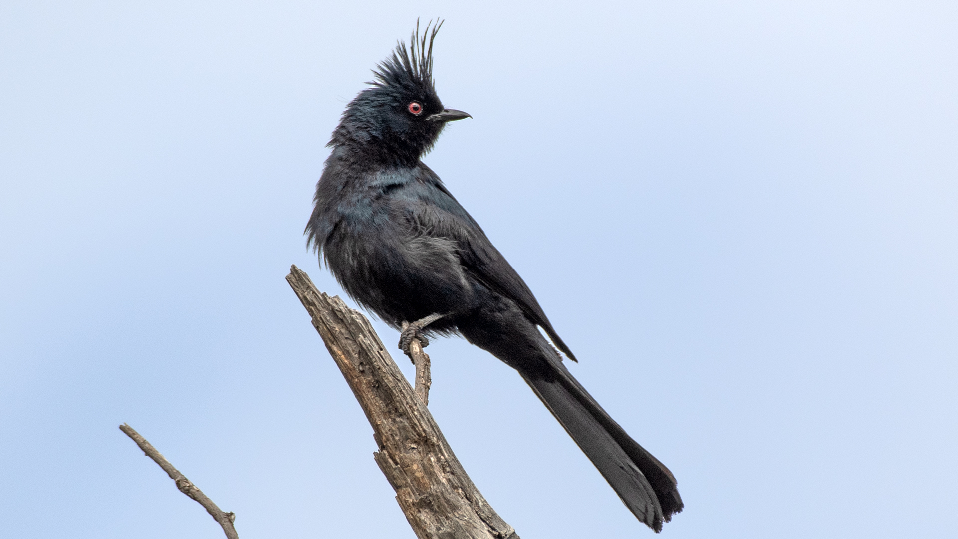 Male, Rio Grande Bosque, San Acacia, July 2025
