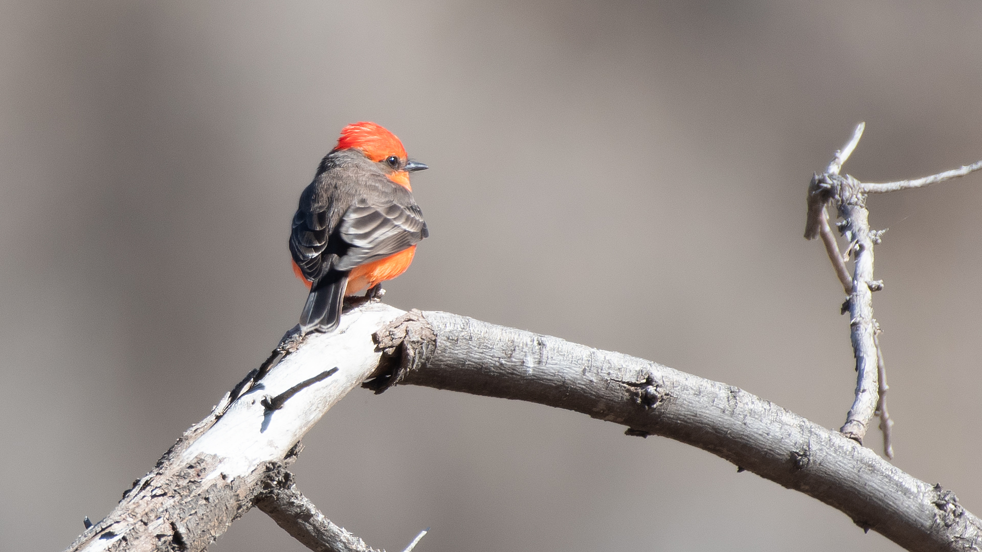 Male, South Valley, Albuquerque, January 2026