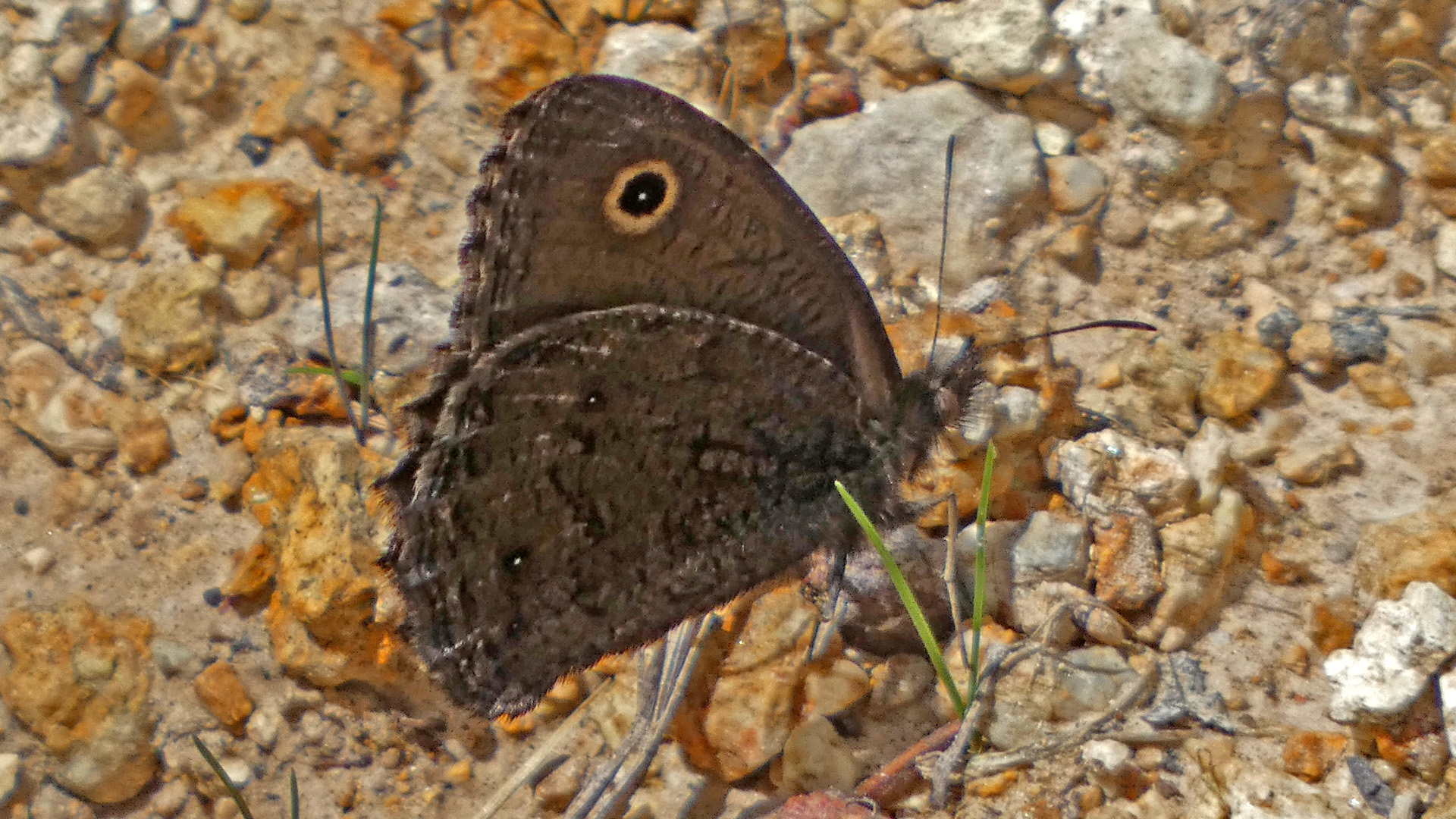 Highly rendered version, Jemez Mountains, July 2022