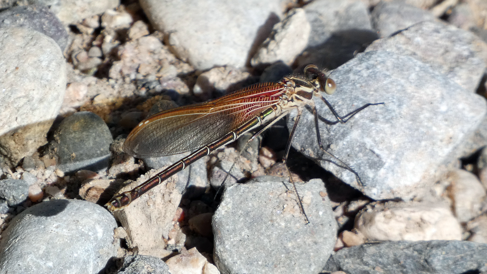 Immature male, Rio Grande Bosque, Albuquerque, October 2021