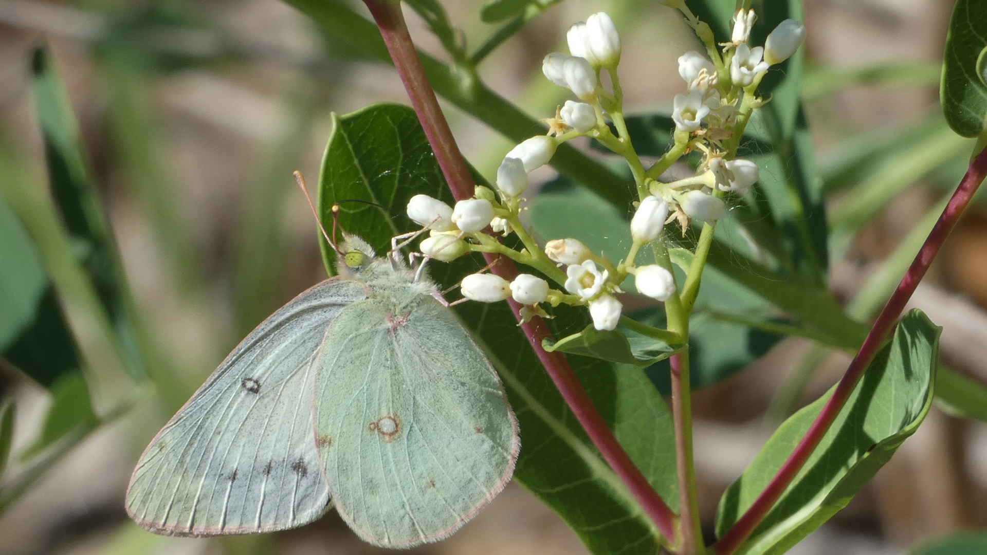 Female, Rio Grande Bosque, Albuquerque, June 2021