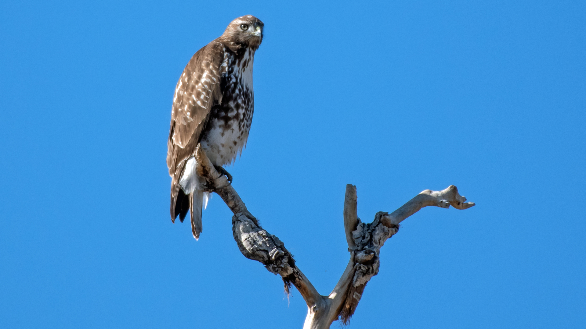 Juvenile, Tomé area, November 2023