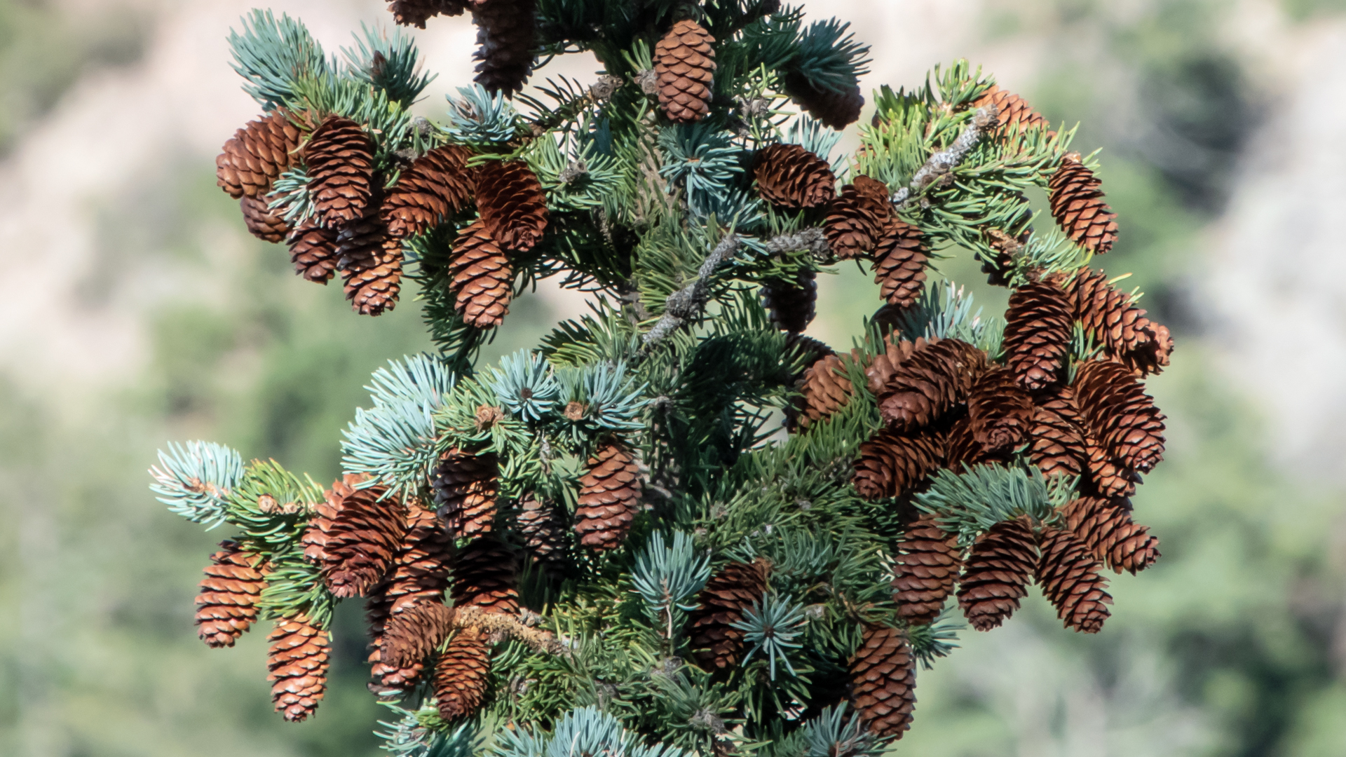 Hanging female cones: must be a spruce or a Douglas Fir
