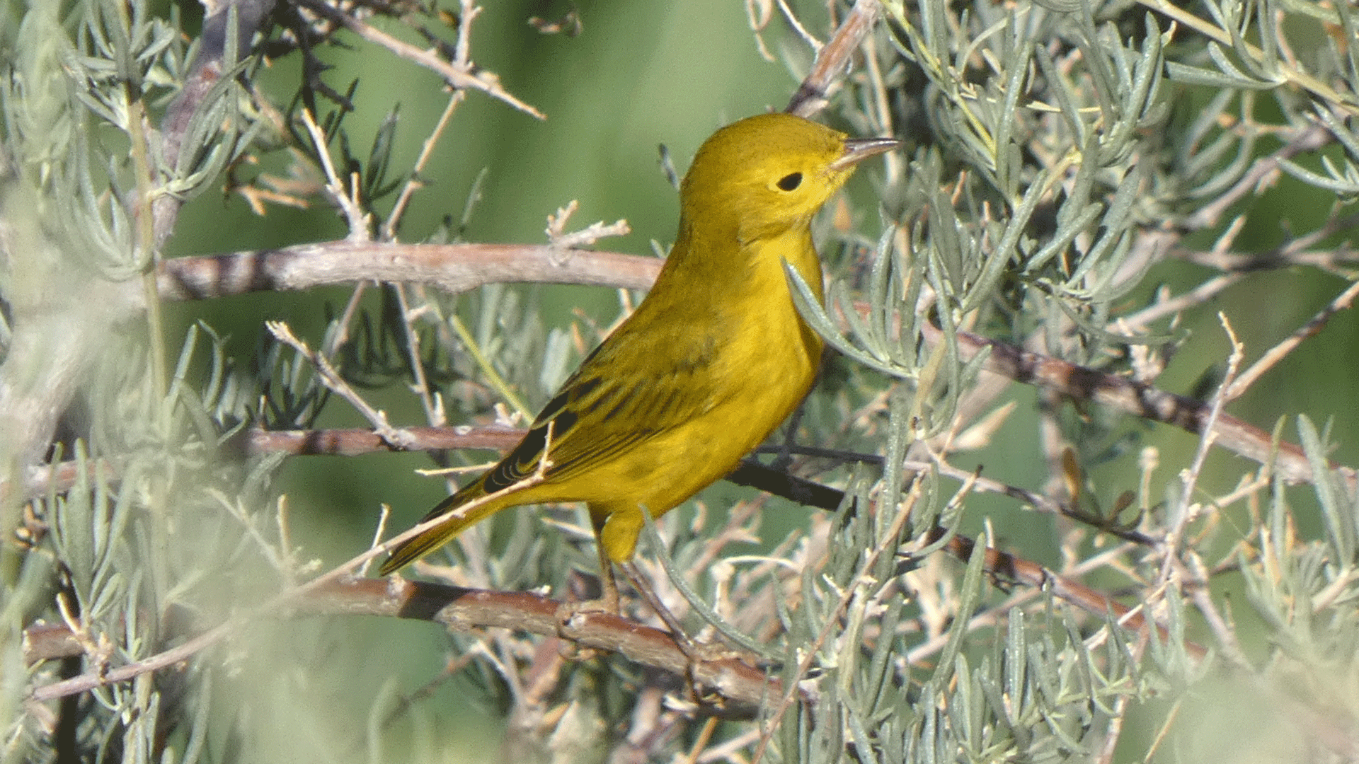 Female, Albuquerque, August 2020