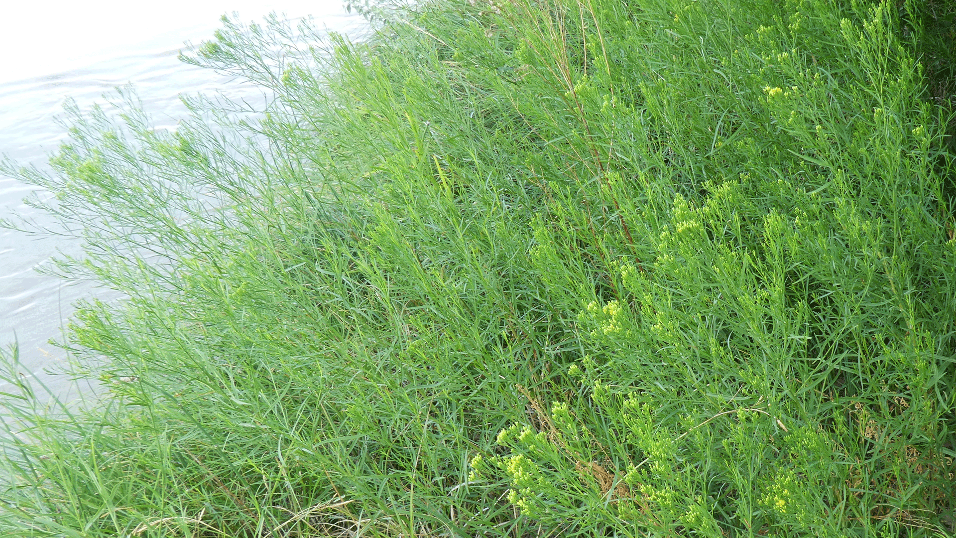 Rio Grande Bosque, Albuquerque, July 2020