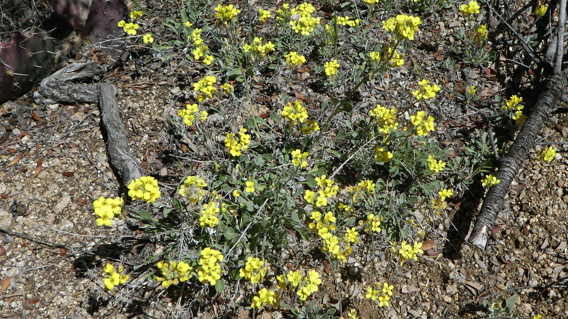 Sandia Mountains foothills, May 2020