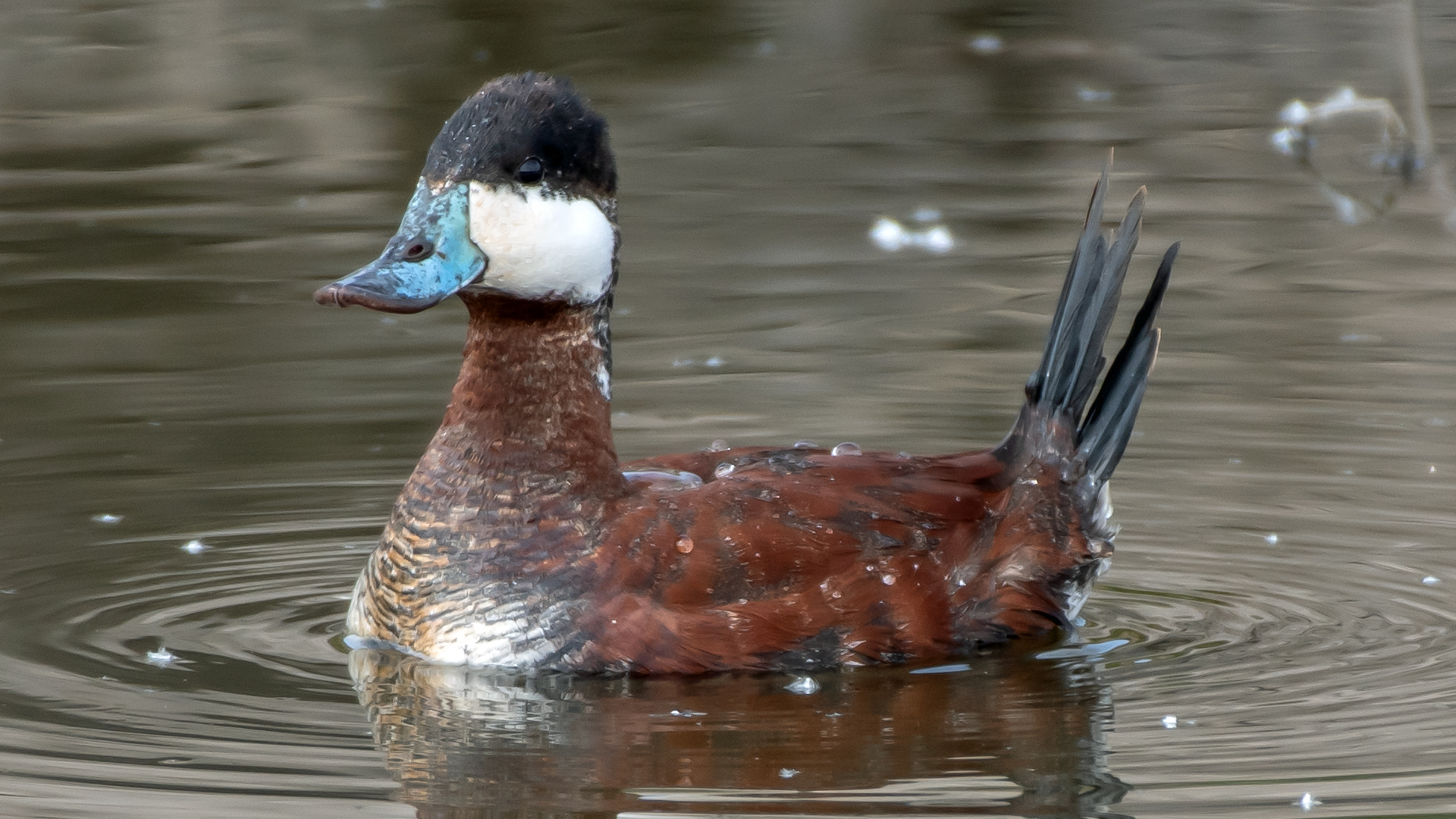 Breeding Male, Albuquerque, May 2023