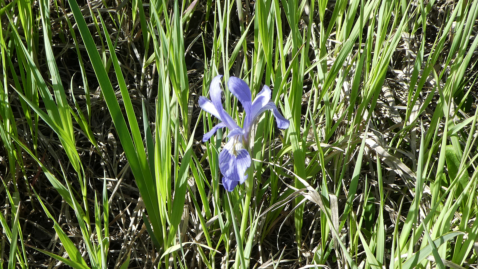 Sandia Mountains, June 2020