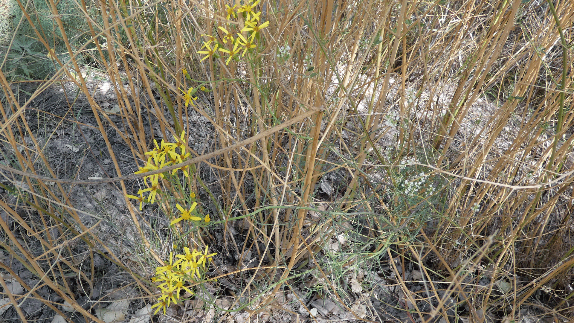 Rio Grande Bosque, Albuquerque, October 2020