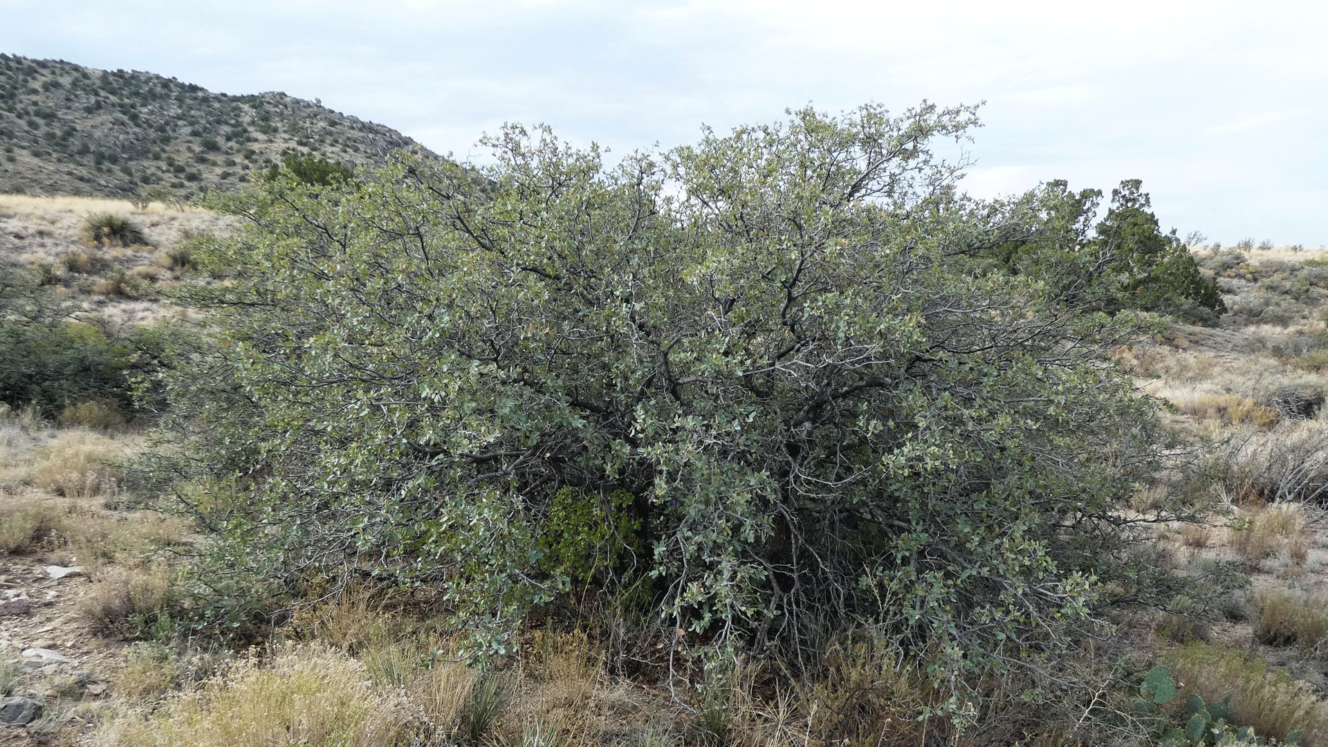 West foothills of the Sandia Mountains, August 2020