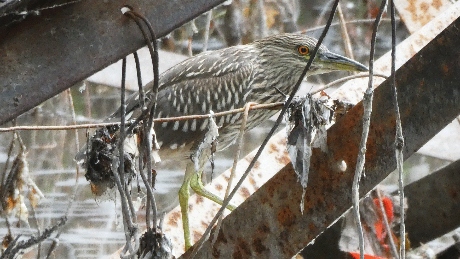 Juvenile, Rio Grande, Albquerque, July 2020