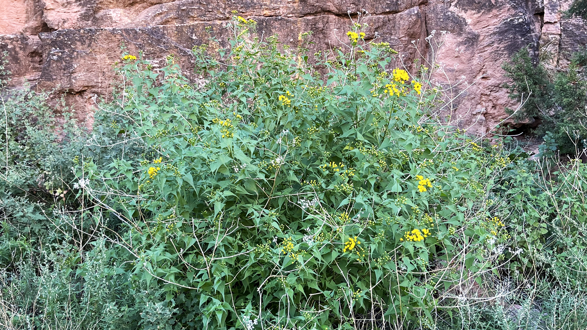 Bluewater Canyon, September 2025