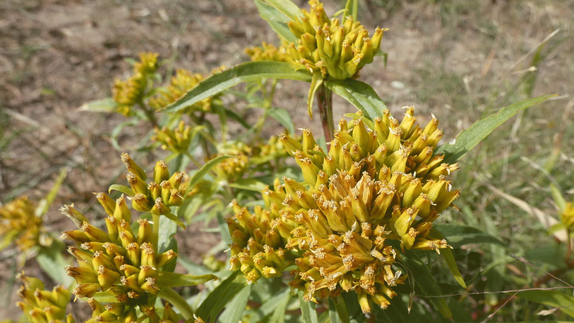 Rio Grande Bosque, Albuquerque, September 2020