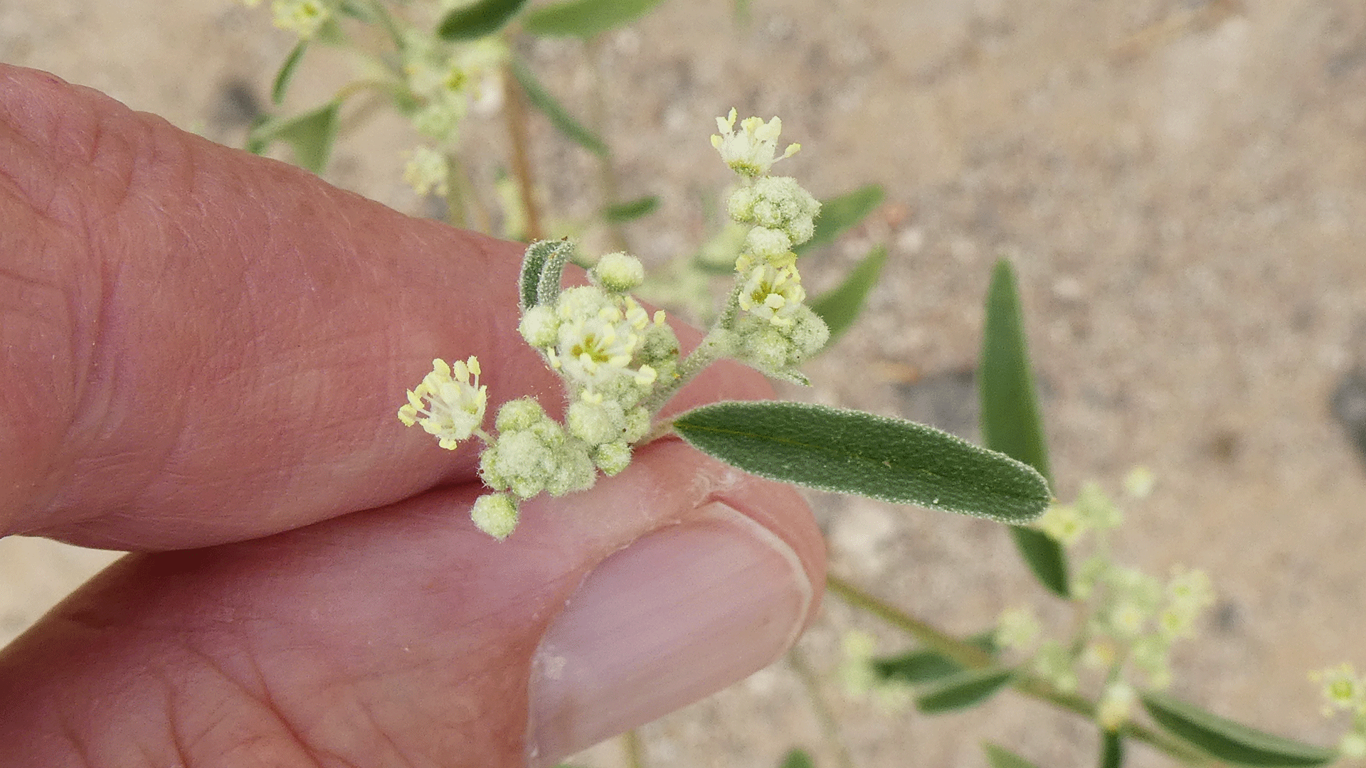 Albuquerque, July 2020