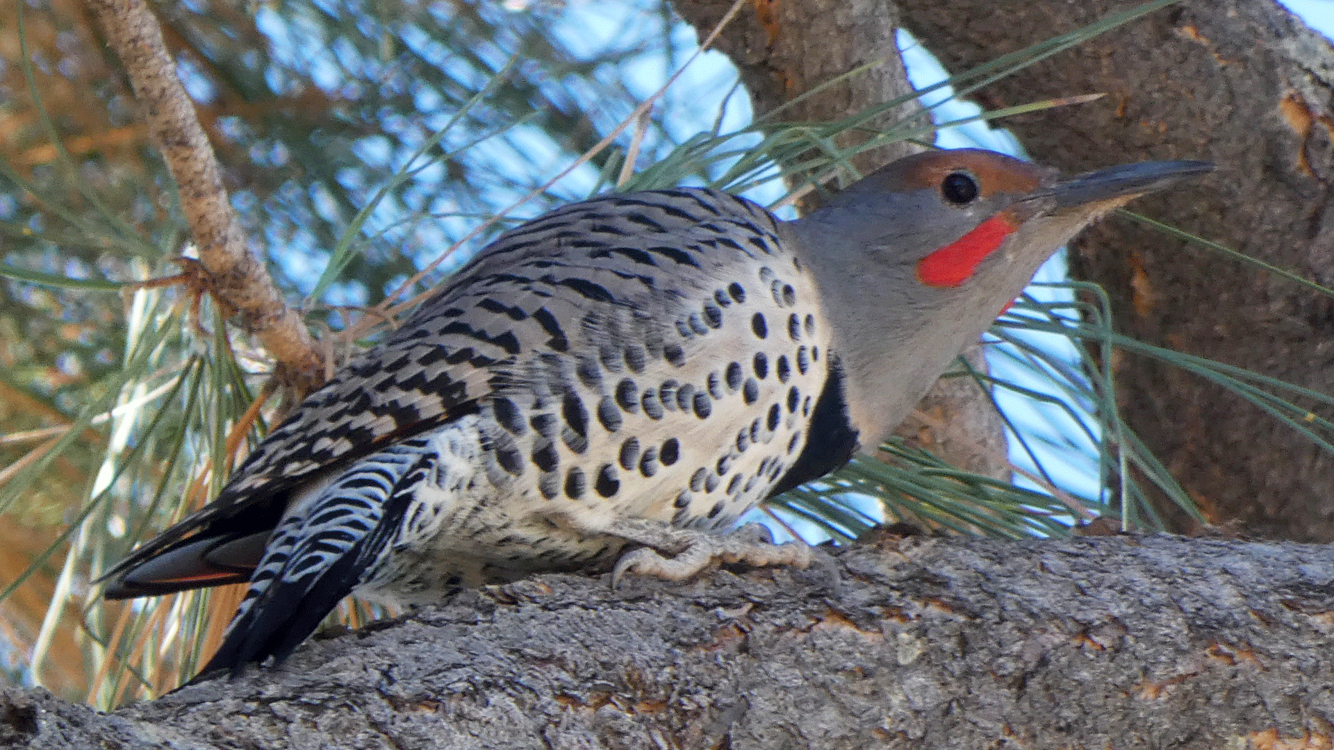 Male, Albuquerque, October 2020