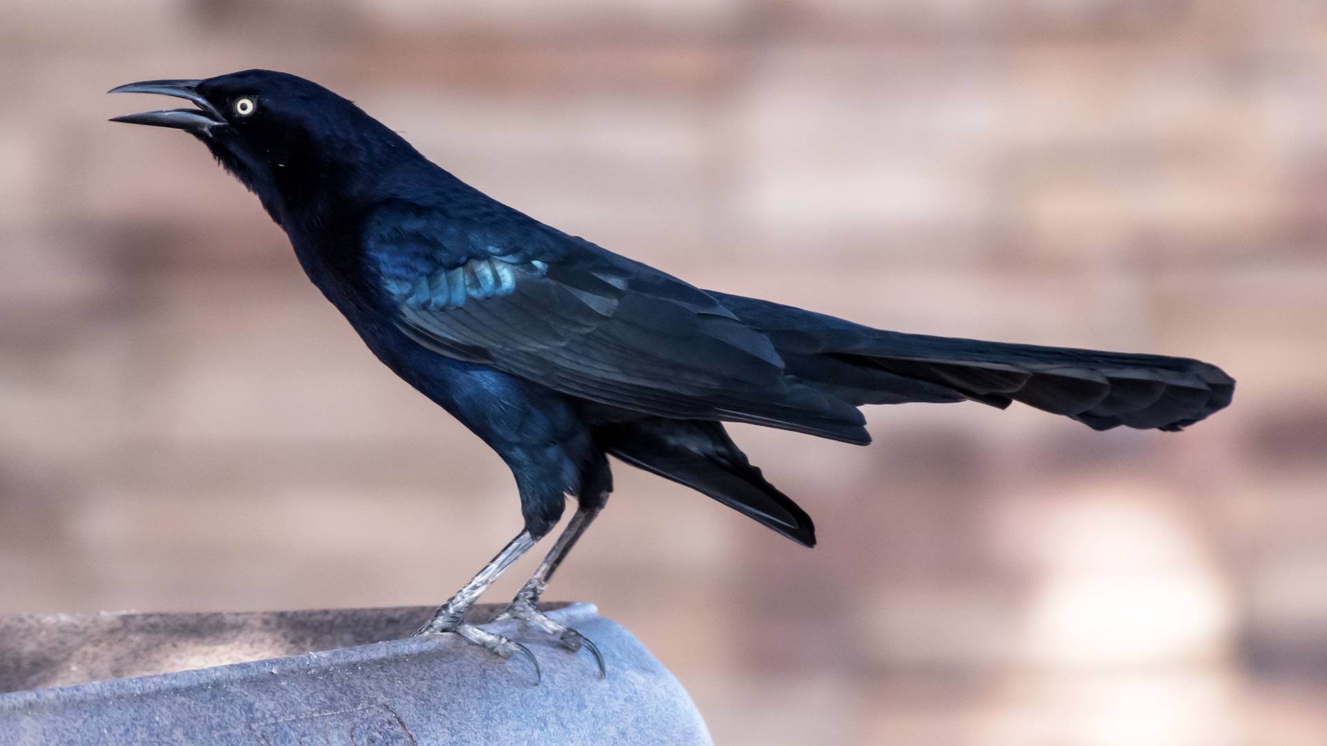 Male, Isleta Lakes, November 2023