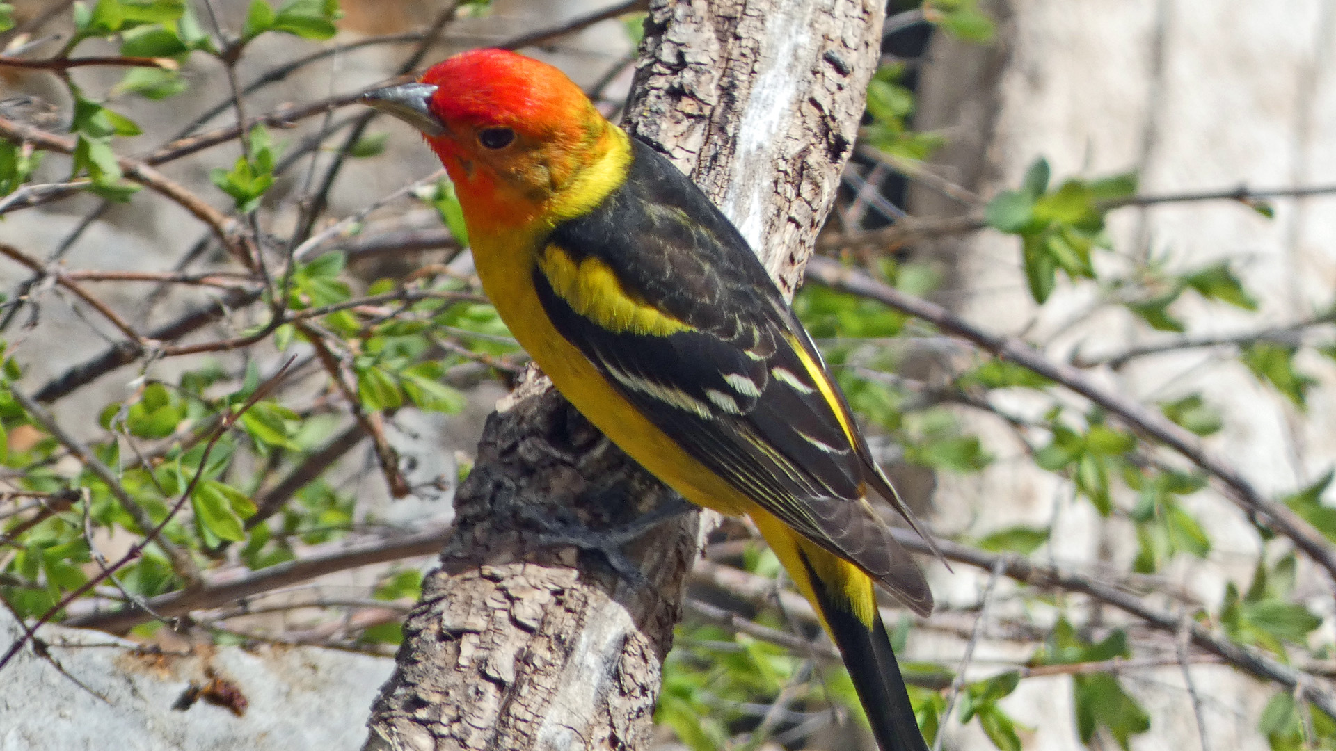Breeding Male, Sandia Mountains, May 2022