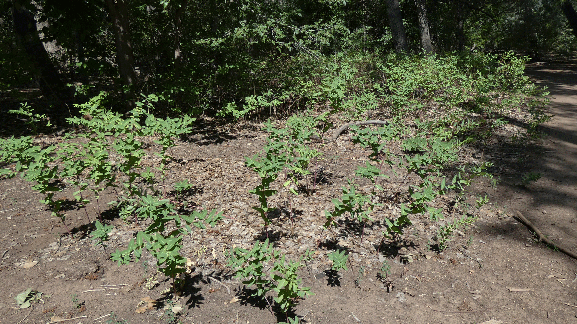 Rio Grande Bosque, Albuquerque, August 2020