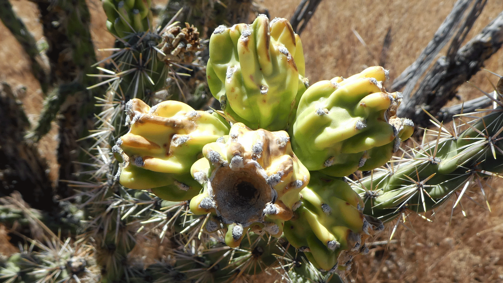 Jemez Mountains, July 2019