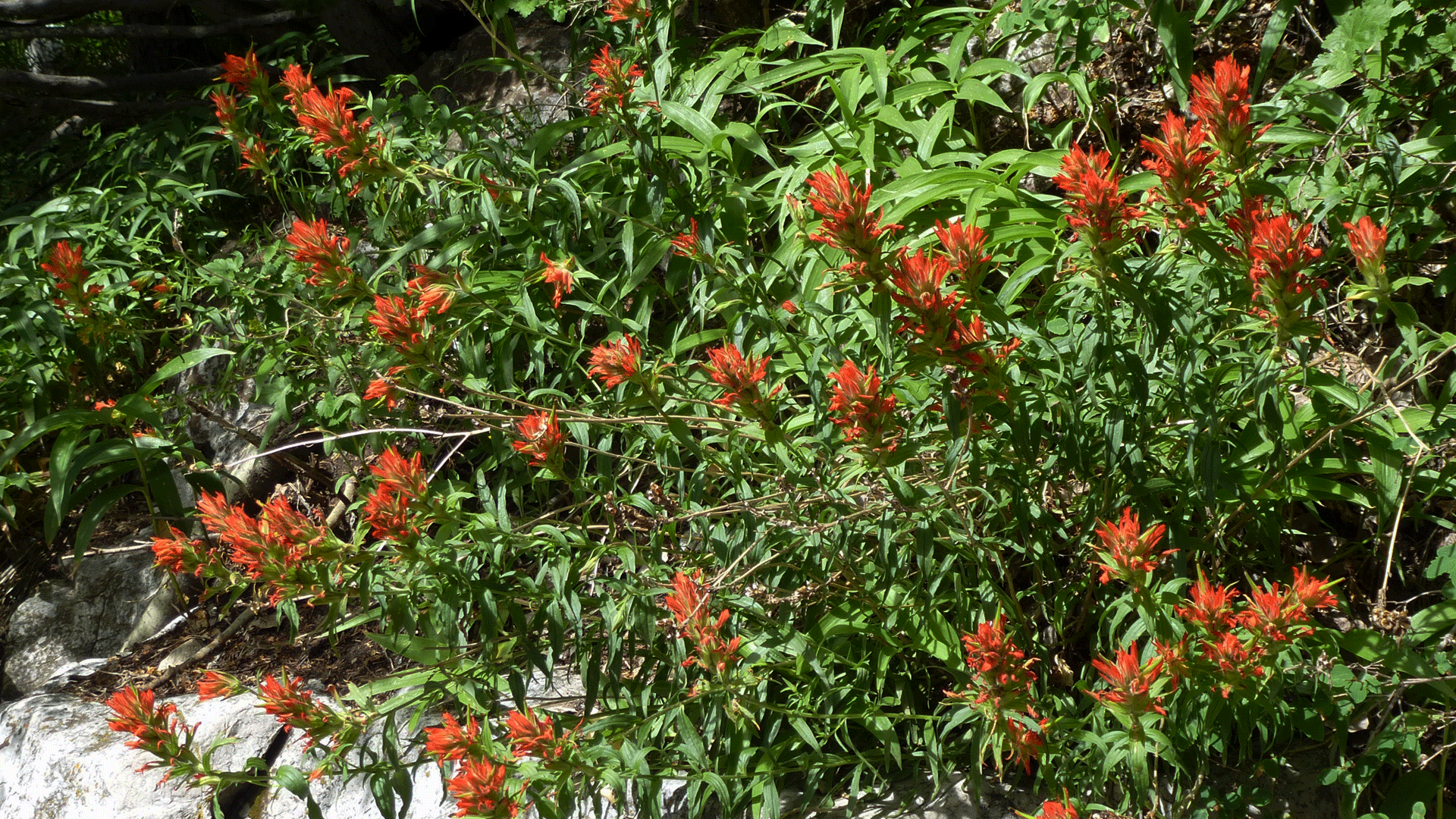 Sandia Mountains, July 2017