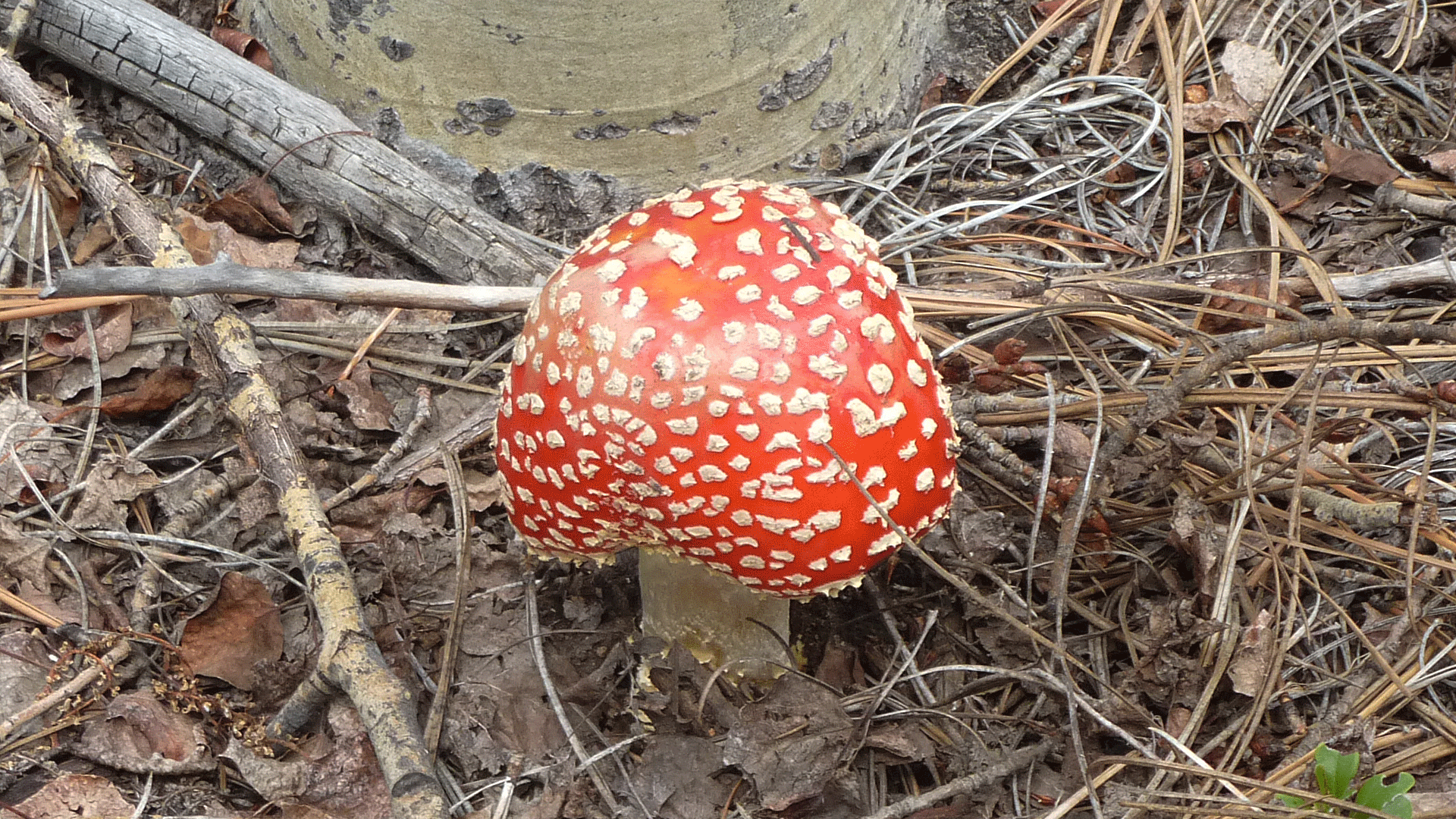 Jemez Mountains, July 2013