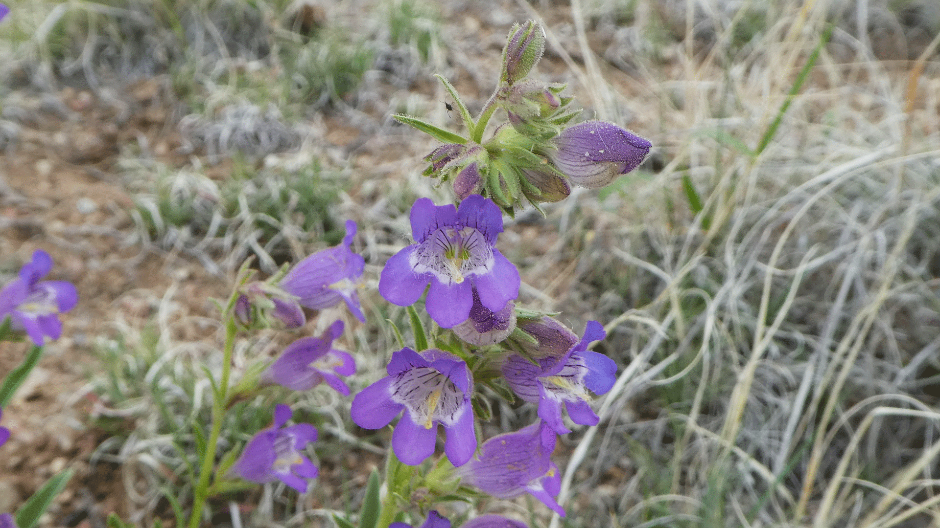 West foothills of the Sandia Mountains, May 2020