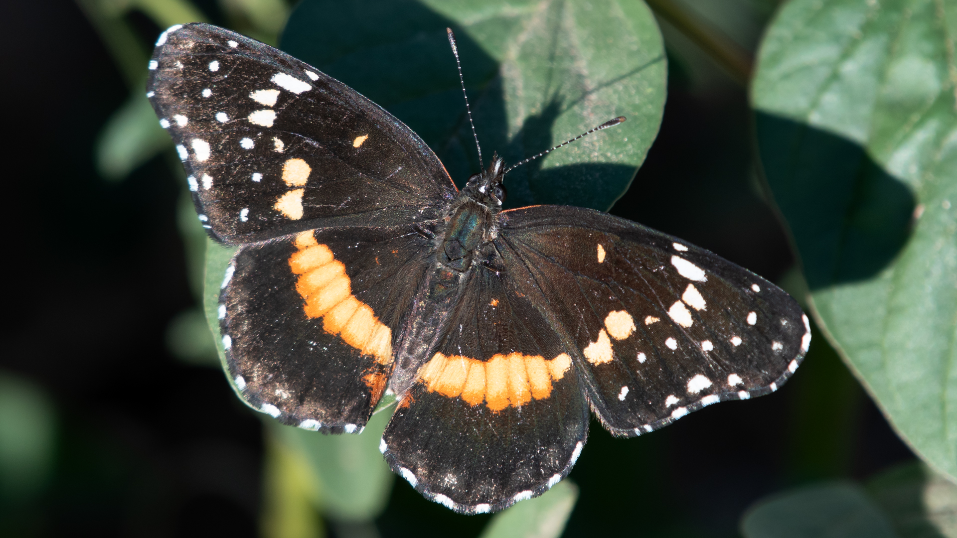 Intermediate form, Valle de Oro NWR, August 2024