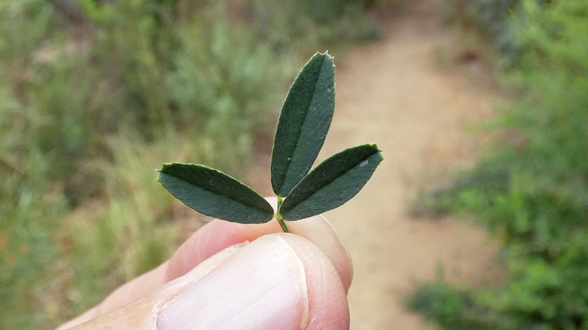 Leaves, Rio Grande Bosque, Albuquerque, June 2021