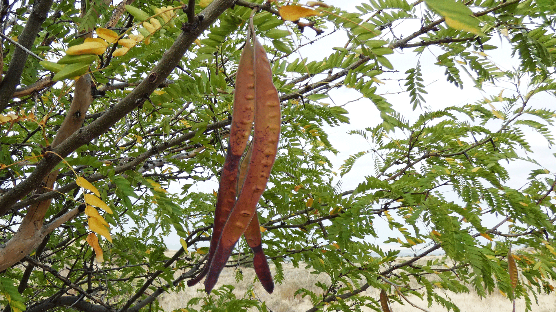 Seed pods, west foothills of the Sandia Mountains, August 2020