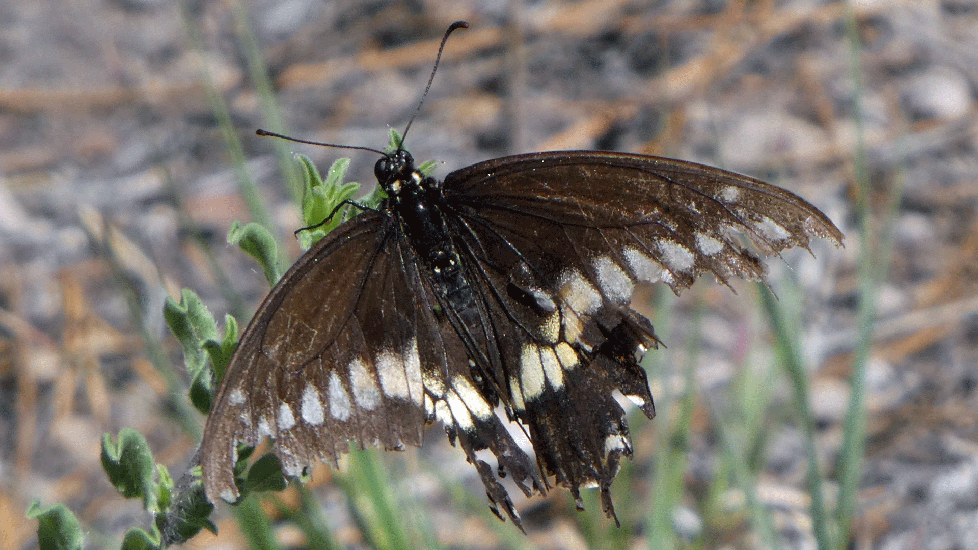 Jemez Mountains, July 2019